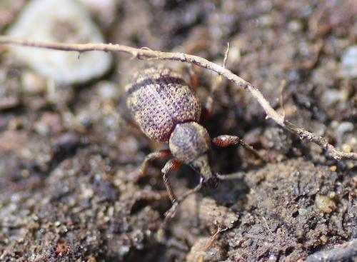 Réf. 220 779 : Otiorhynchus impressiventris